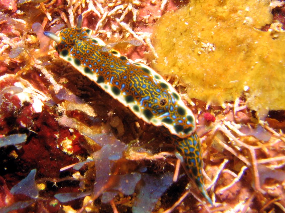 Hypselodoris marci